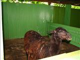 El Arca de Noé - QUEBRADILLAS